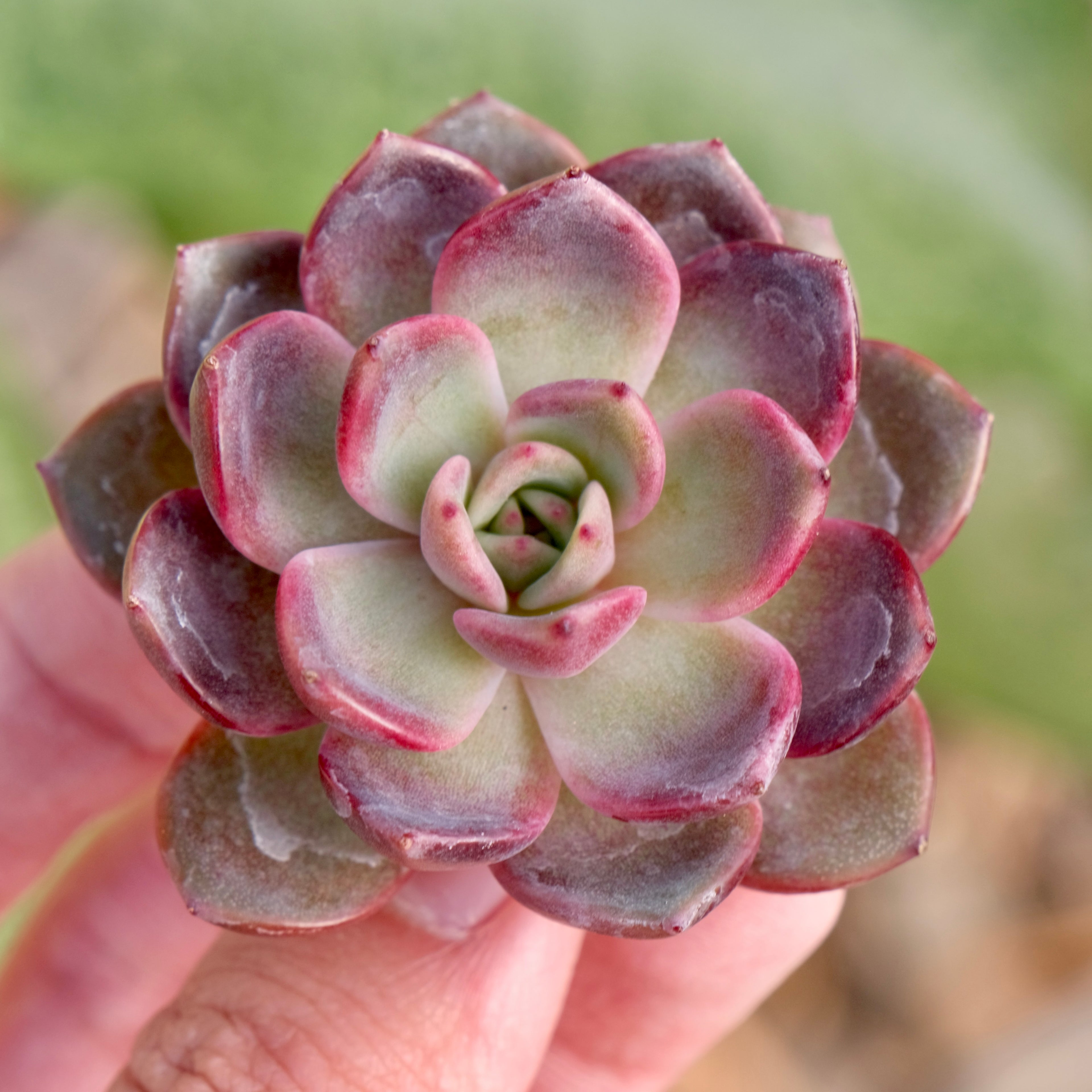 Echeveria Black Pink Korean Succulent Plant Rare Changhee hybrid