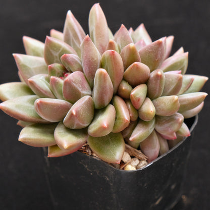 Pachyveria Tivolia cluster Korean Succulent Plant