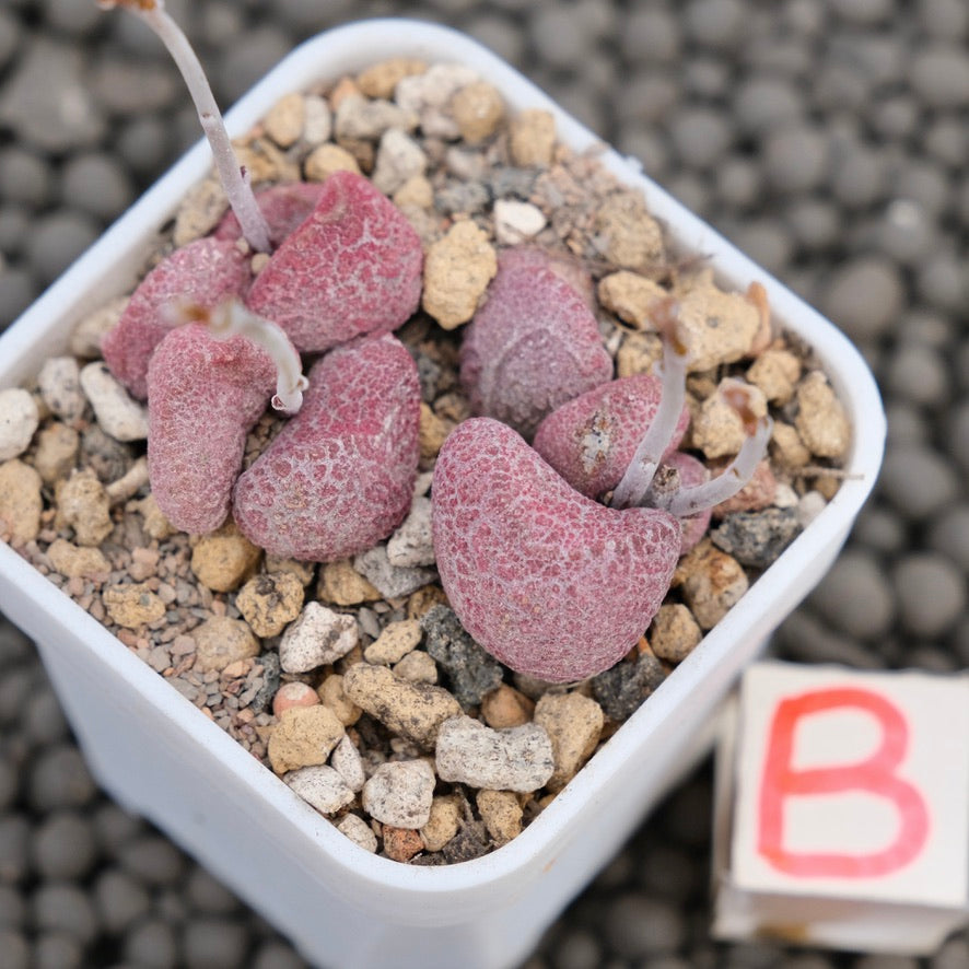 Adromischus Eve Imported Succulent Plant