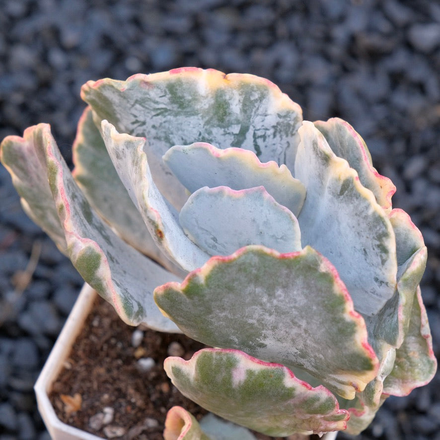 Variegated Cotyledon undulata Korean Succulent Plant