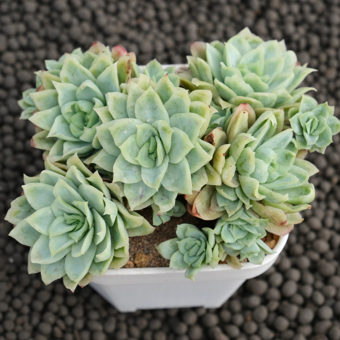 Monstrose Echeveria Rose Queen Korean Succulent Plant