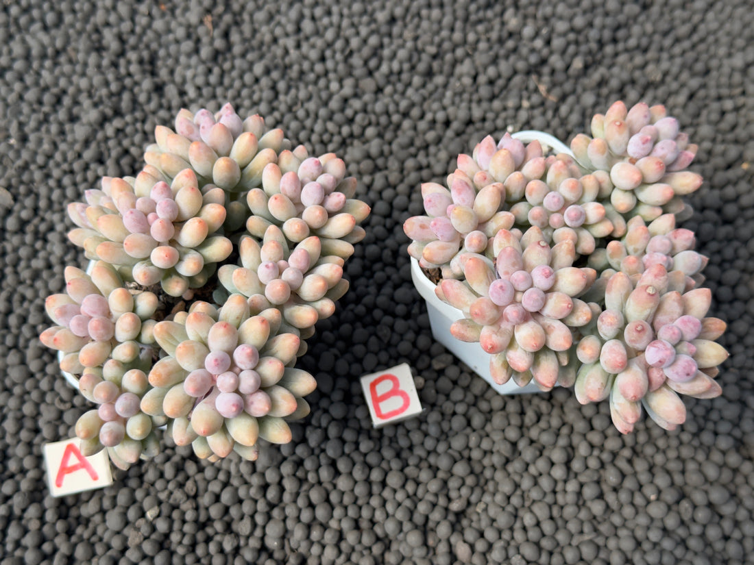 Pachyphytum Baby Fingers Imported Succulent Plant