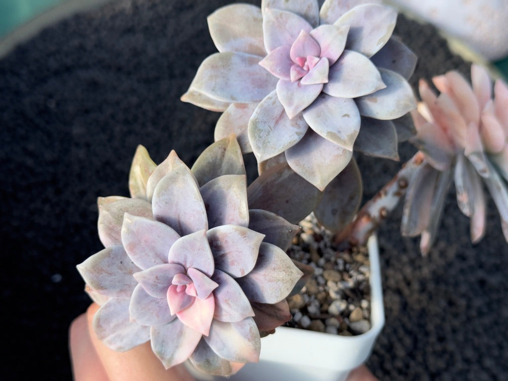 Variegated Graptopetalum Superbum Imported Succulent Plant