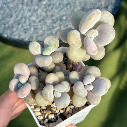 Graptopetalum amethystinum Korean Succulent Plant