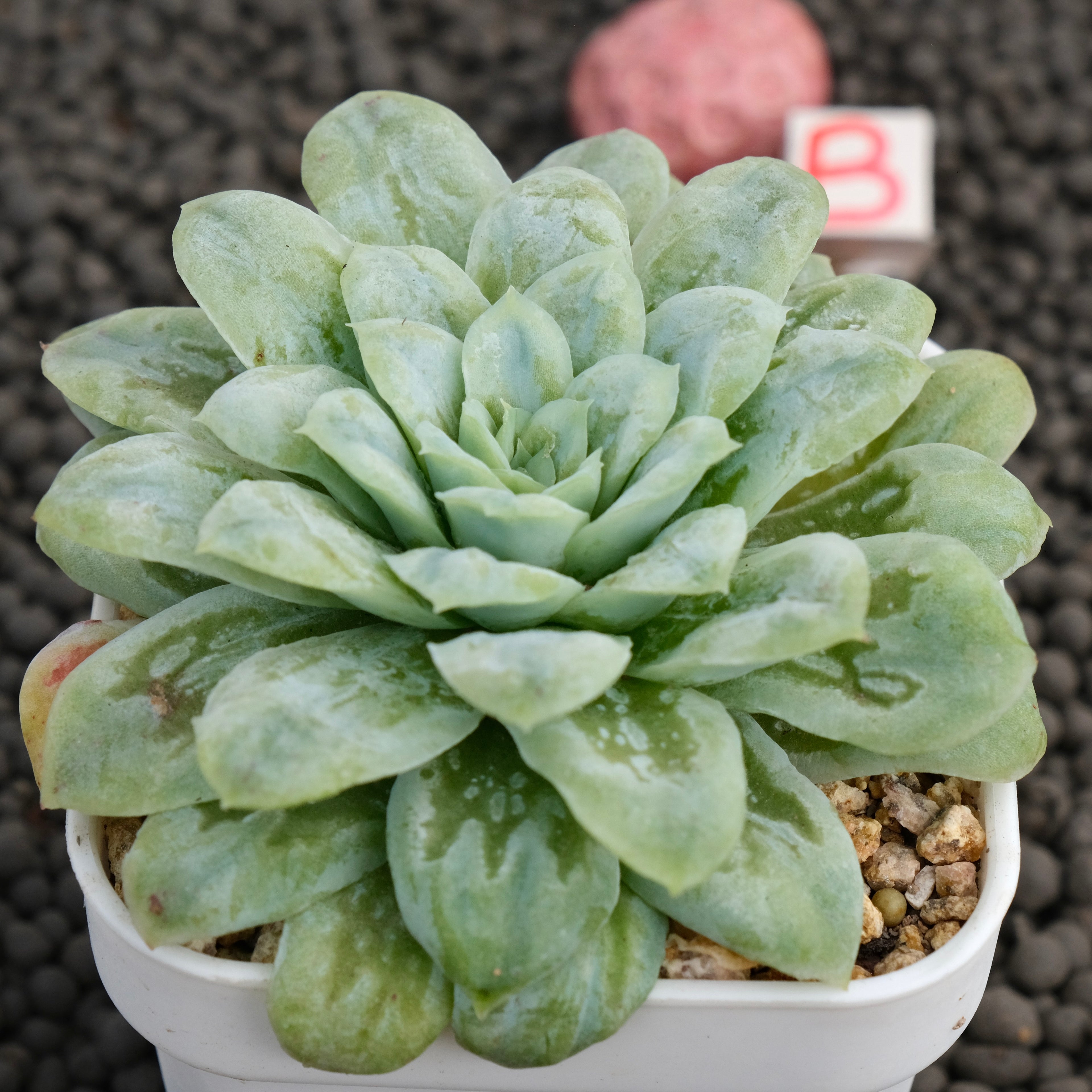 Big Echeveria Bubble Rose Imported Succulent Plant