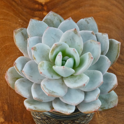 Big Echeveria Dudu Imported Succulent Plant Laui hybrid