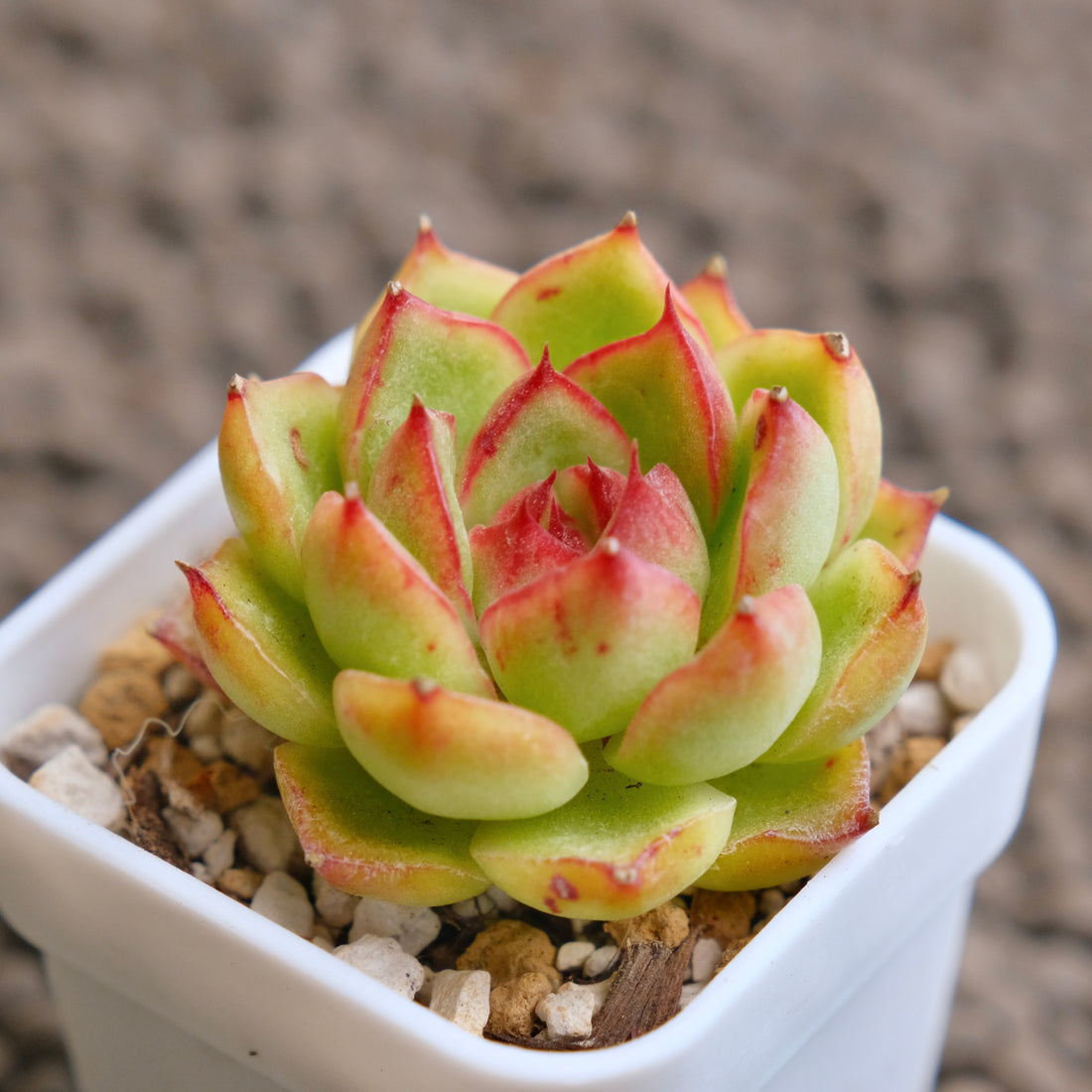 Echeveria LinLin Imported Succulent Plant