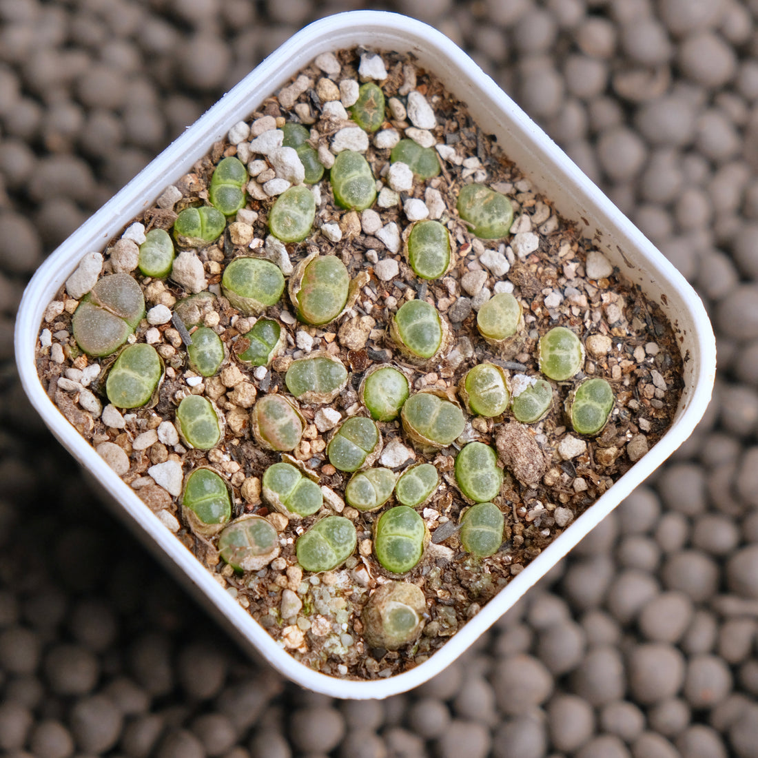 Ophthalmophyllum friedrichiae seedlings Imported Succulent Plant - random