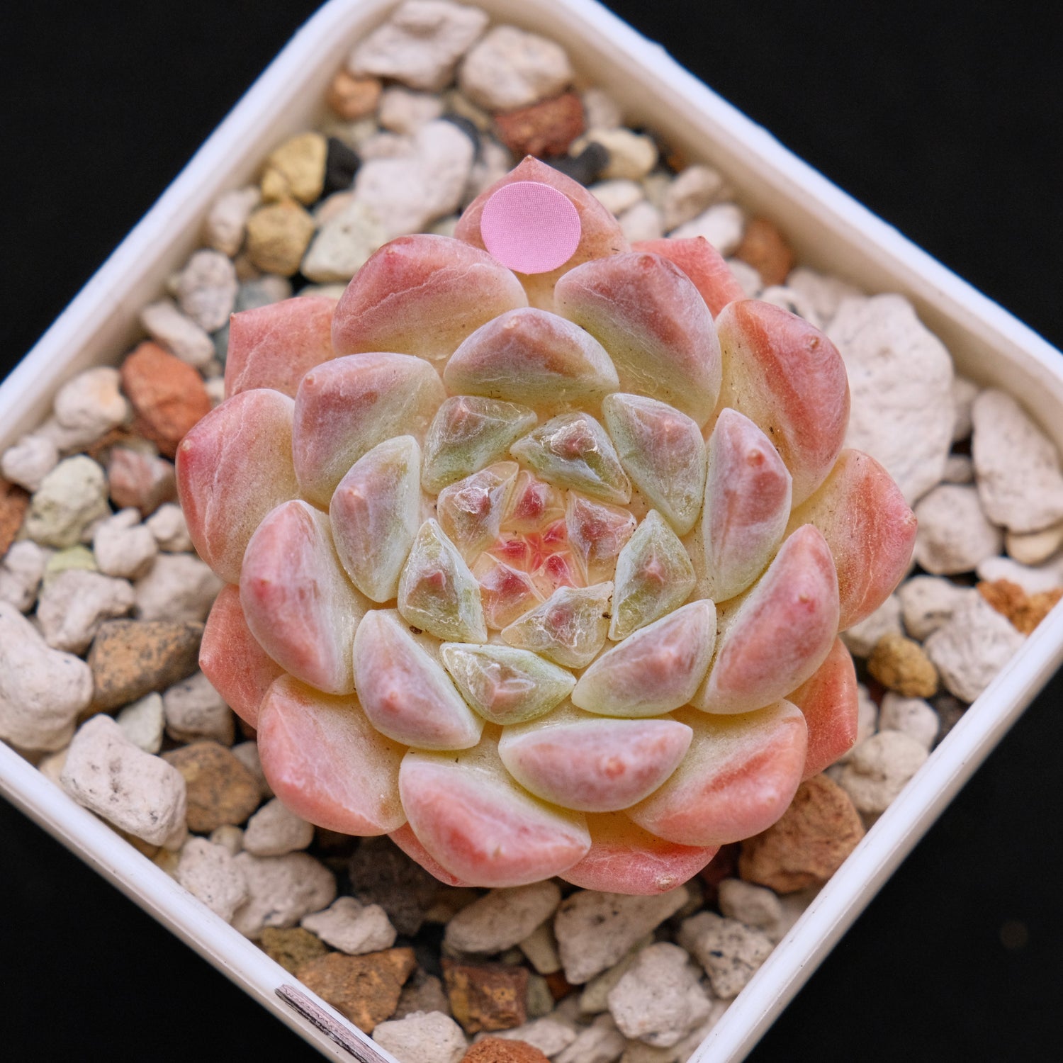 Echeveria Ice Soul Imported Succulent Plant *New* 秘境冰魄