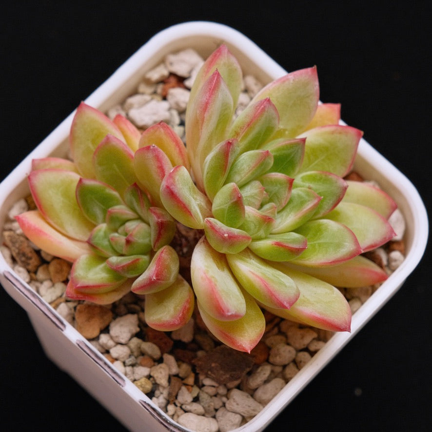 Echeveria Barbara double Korean Succulent Plant