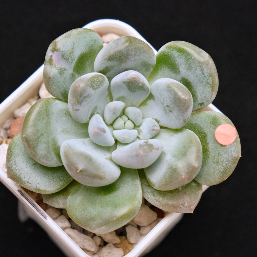 Pachyveria Gold Candy Korean Succulent Plant *New*