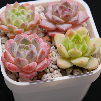 Echeveria Hybrid Set of 4 Imported Succulent Plants