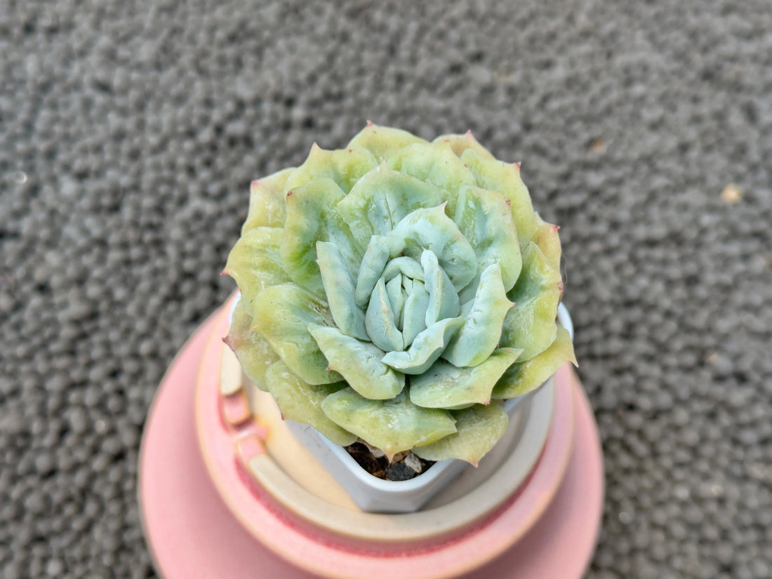 Echeveria Bubble Rose Imported Succulent Plant