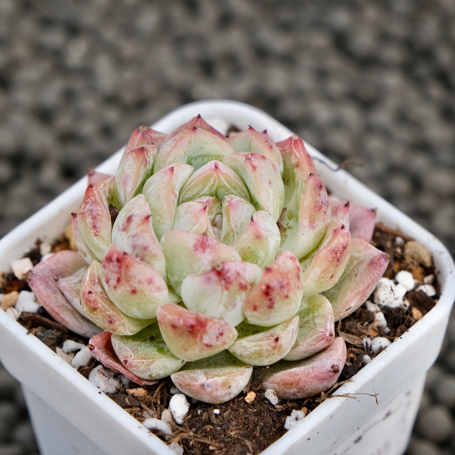 Echeveria Igloo Korean Succulent Plant Hwaga Hybrid