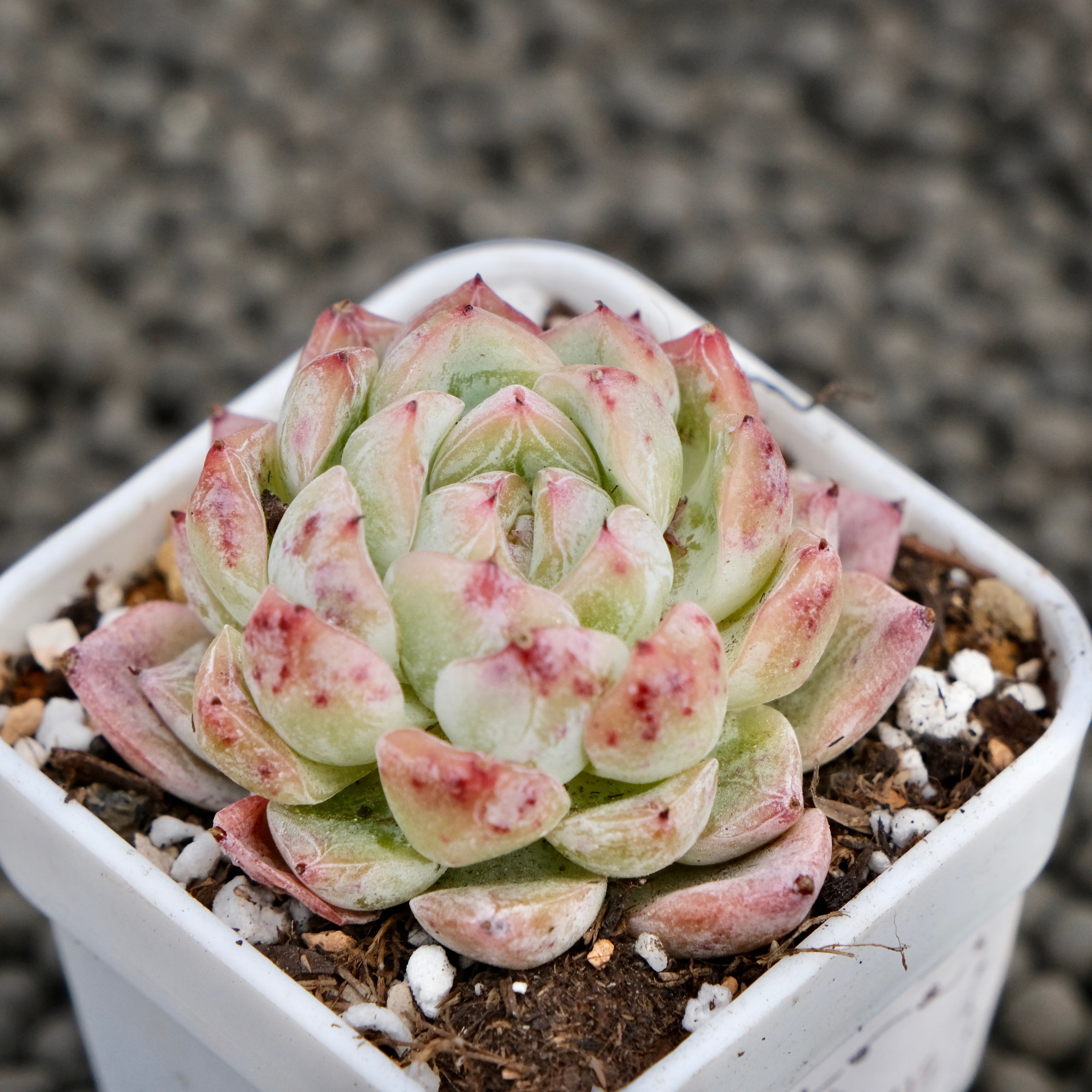 Echeveria Igloo Korean Succulent Plant Hwaga Hybrid