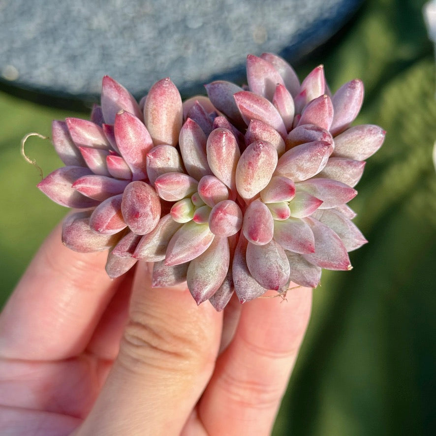 Pachyveria Red Poppy Succulent Plant *New* B