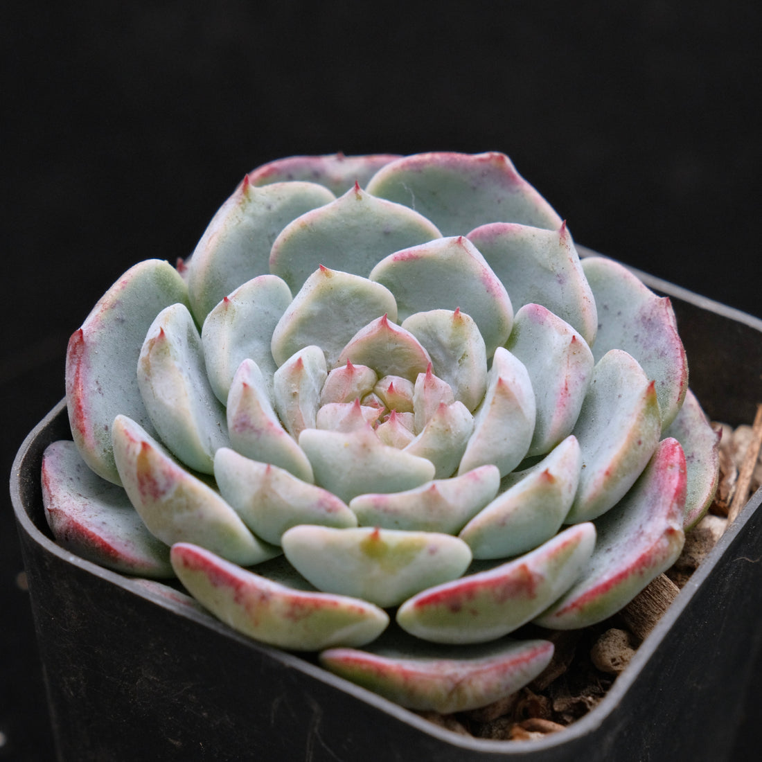Echeveria Michelin Korean Succulent Plant Changhee hybrid