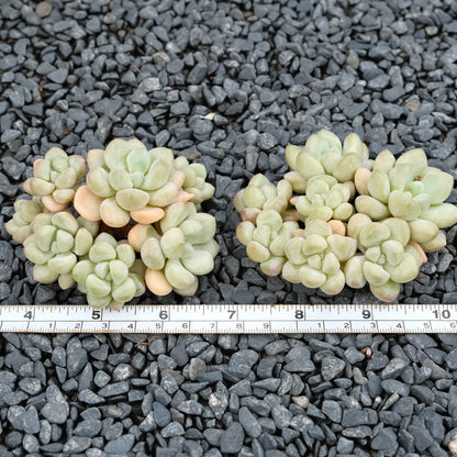 Graptosedum Bubble Gum Imported Succulent Plant