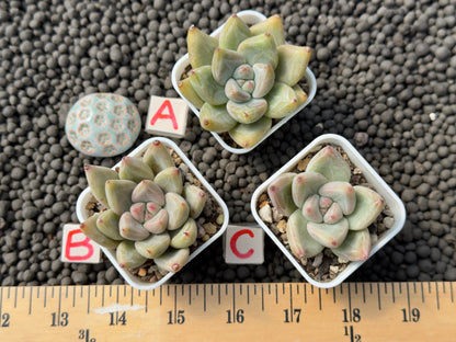 Echeveria tolimanensis x tapalpa Korean Succulent Plant Changhee hybrid