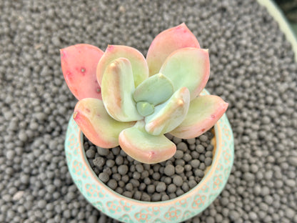 Pachyveria Sellena Korean Succulent Plant