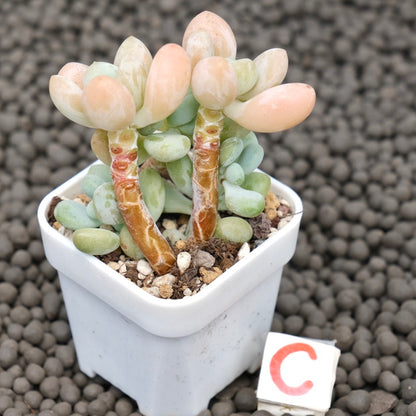 Graptosedum Jelly Finger Imported Succulent Plant