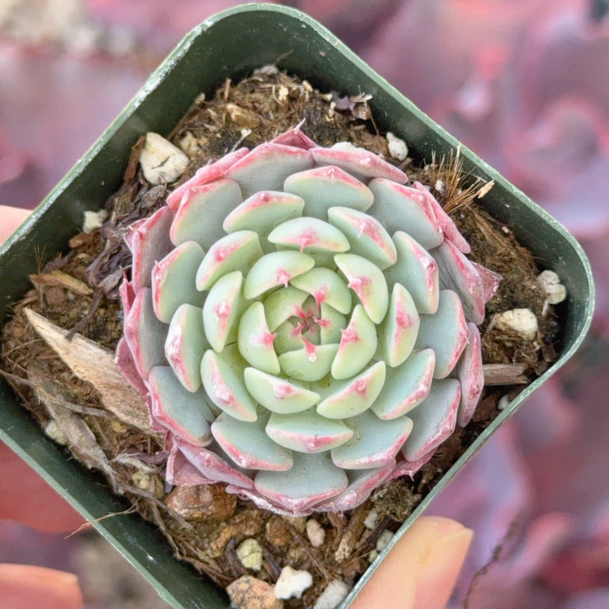 Echeveria minima hybrid Succulent Plant