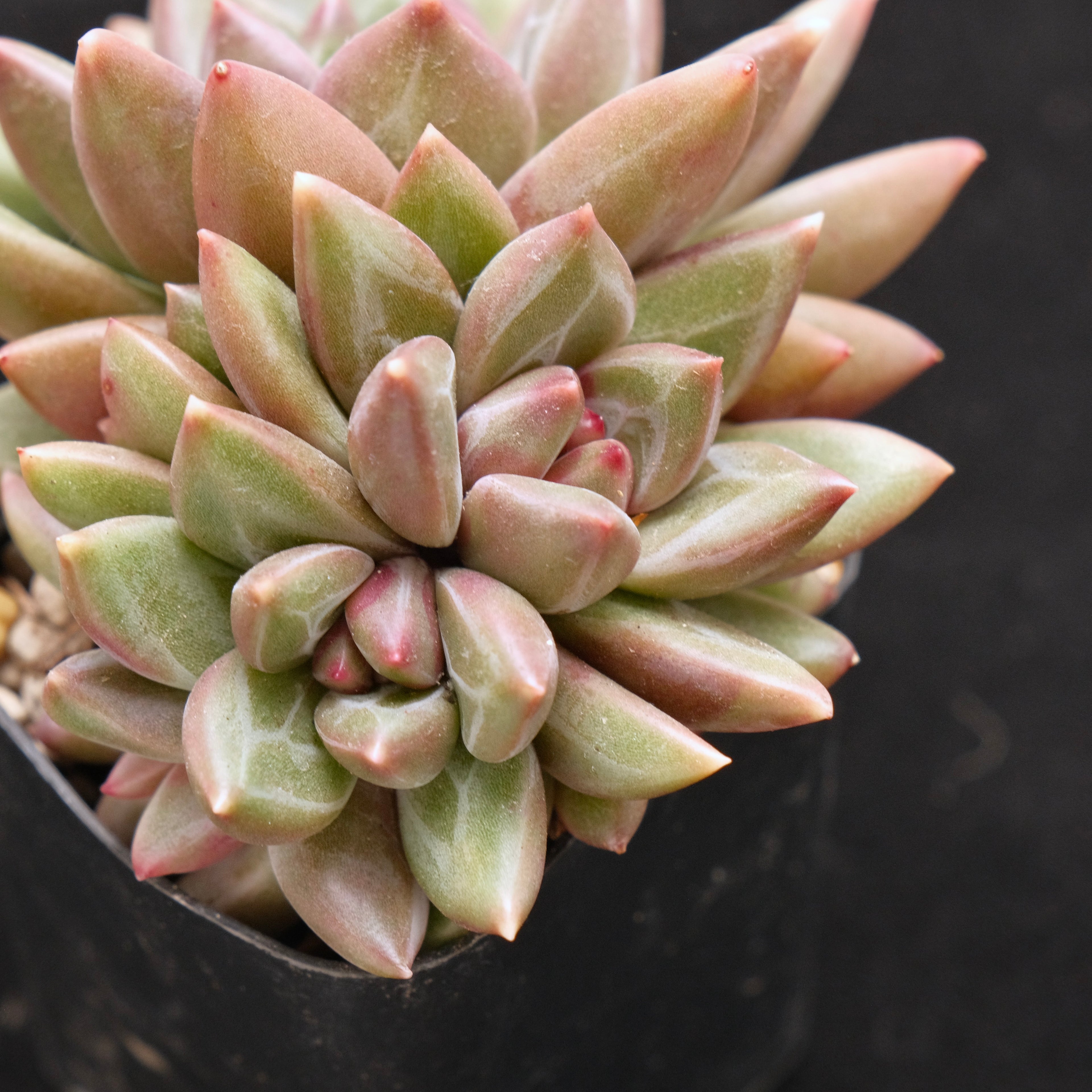 Pachyveria Tivolia cluster Korean Succulent Plant