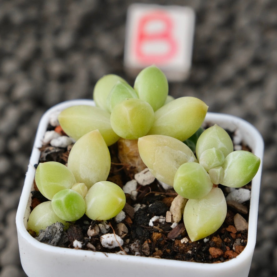 Pachyphytum Sky Beauty Imported Succulent Plant