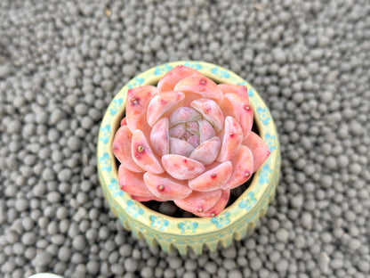 Echeveria Strawberry Cutie Imported Succulent Plant