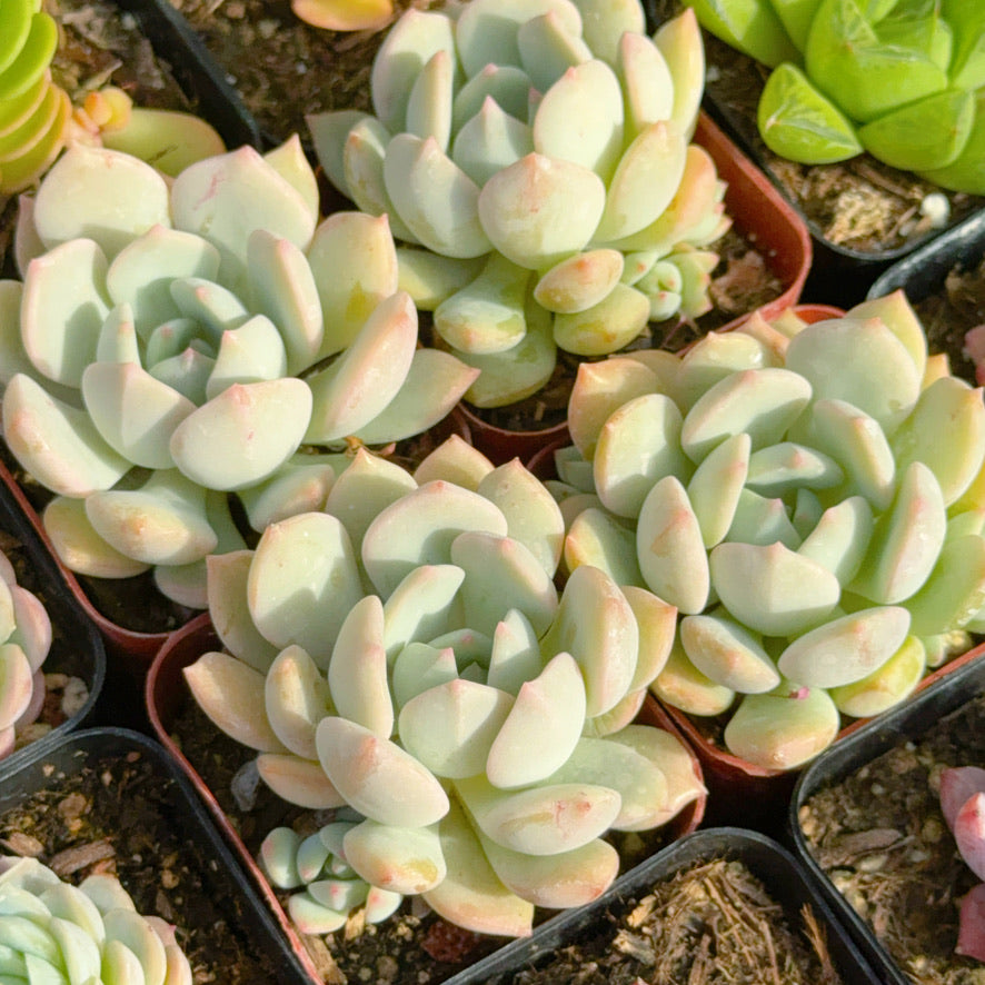 Graptoveria Moonglow Succulent Plant