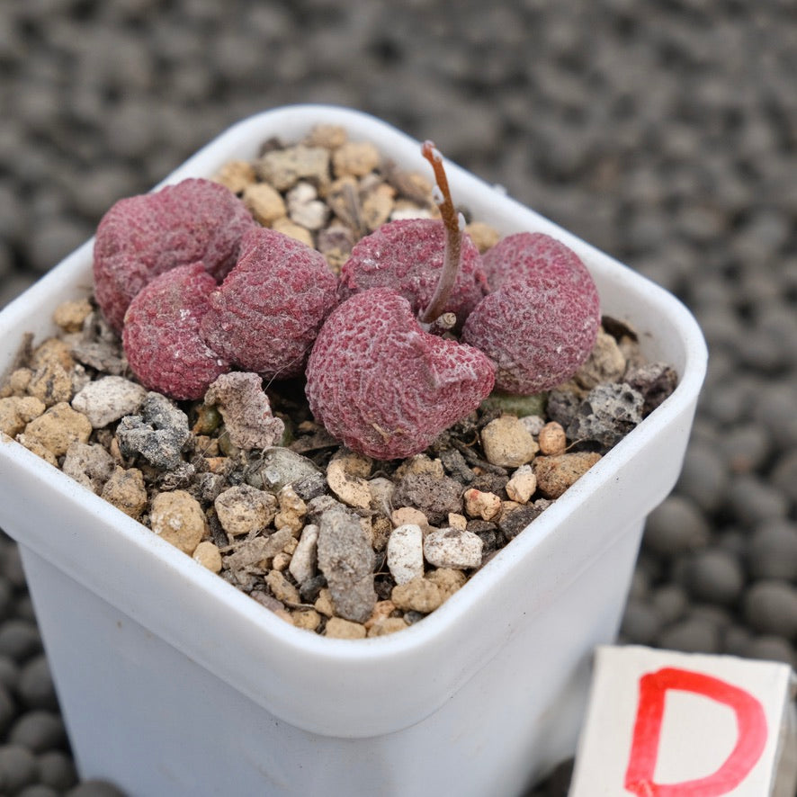 Adromischus Eve Imported Succulent Plant