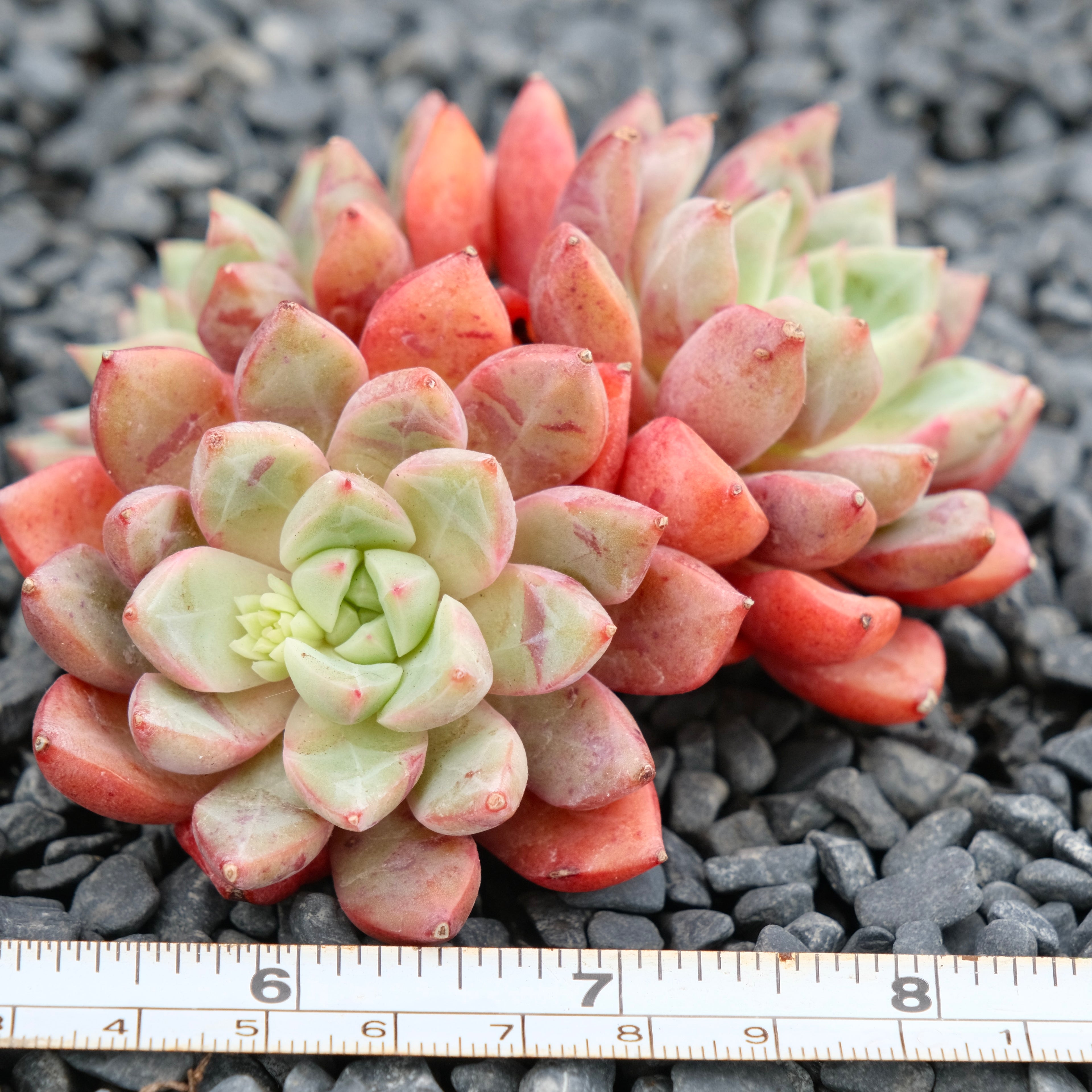 Big Echeveria Echo cluster Imported Succulent Plant