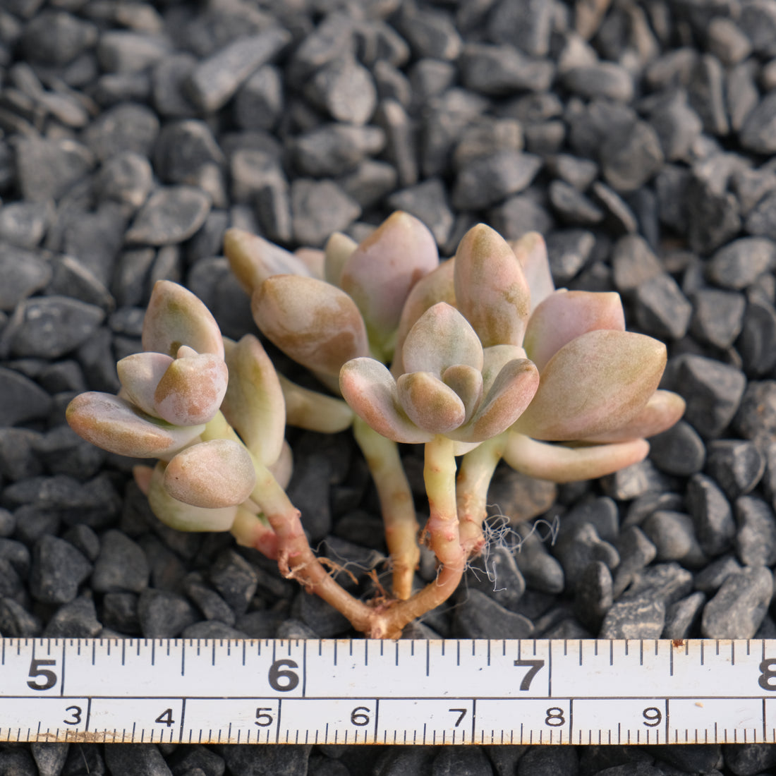 Var Graptophytum Supreme Korean Succulent Plant