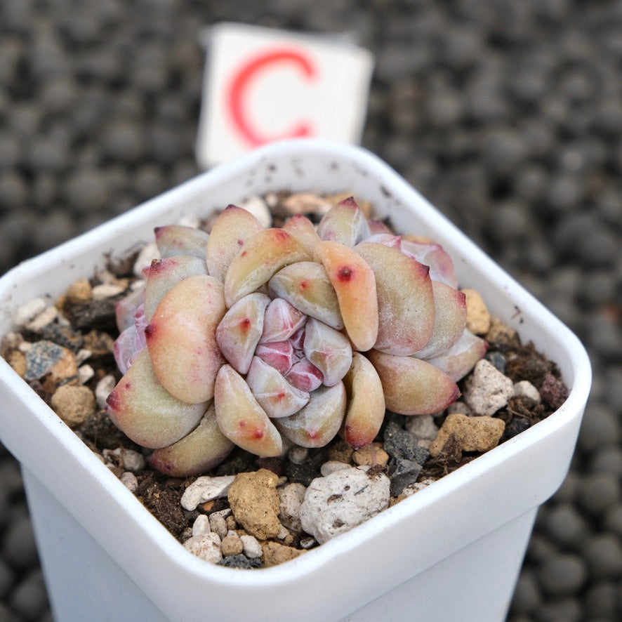 Echeveria Hoshikage Imported Succulent Plant