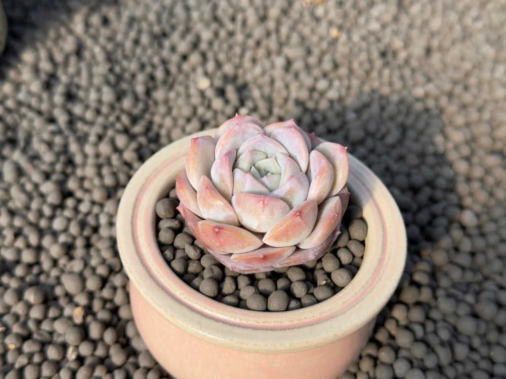 Echeveria Hereise Korean Succulent Plant