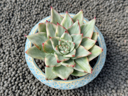 Variegated Echeveria agavoides Korean Succulent Plant