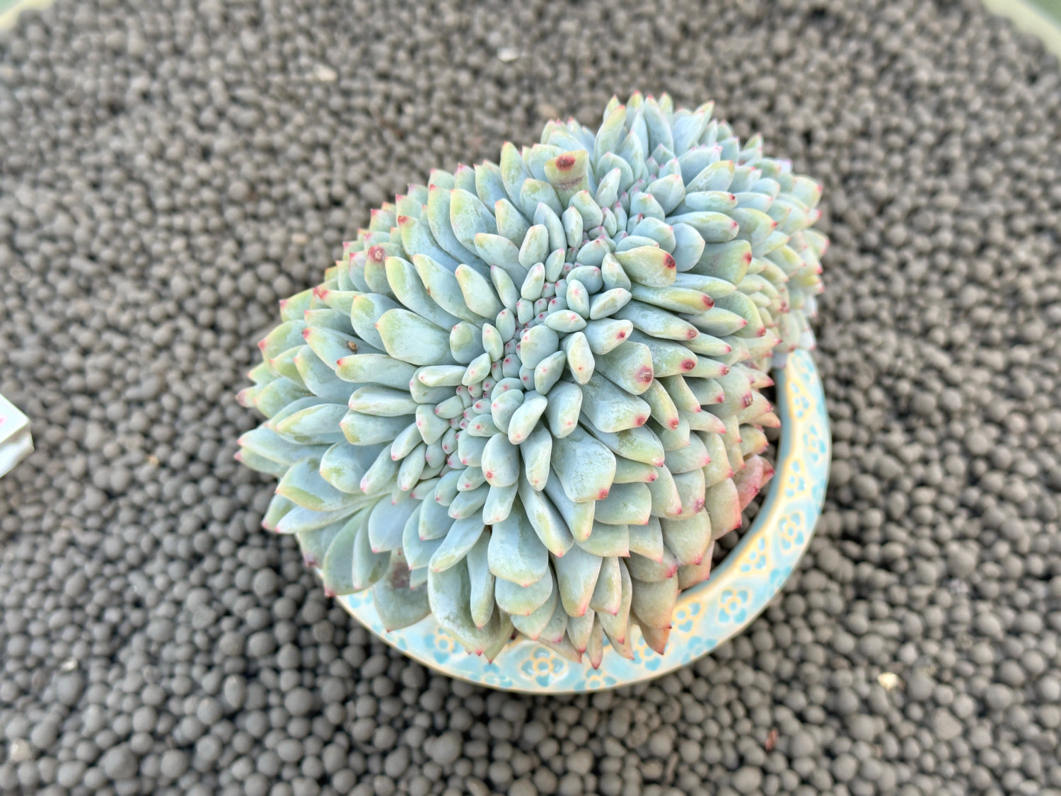 Big Crested Echeveria Monroe Korean Succulent Plant