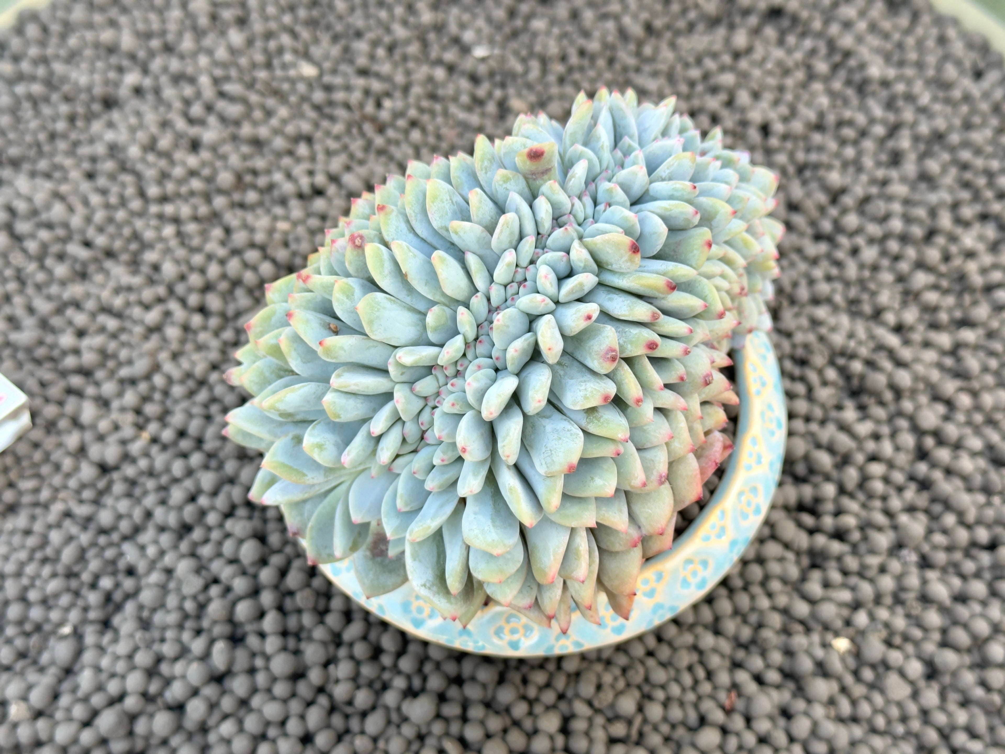 Big Crested Echeveria Monroe Korean Succulent Plant