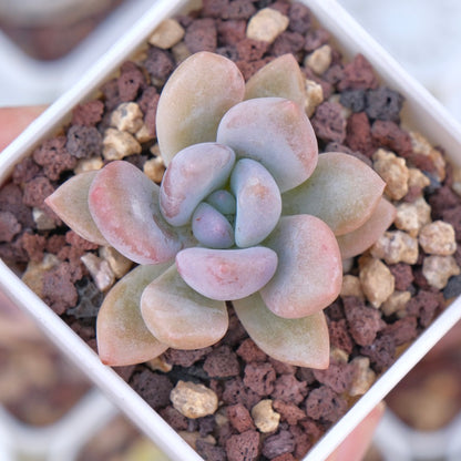 Graptoveria Opalina Succulent Plant