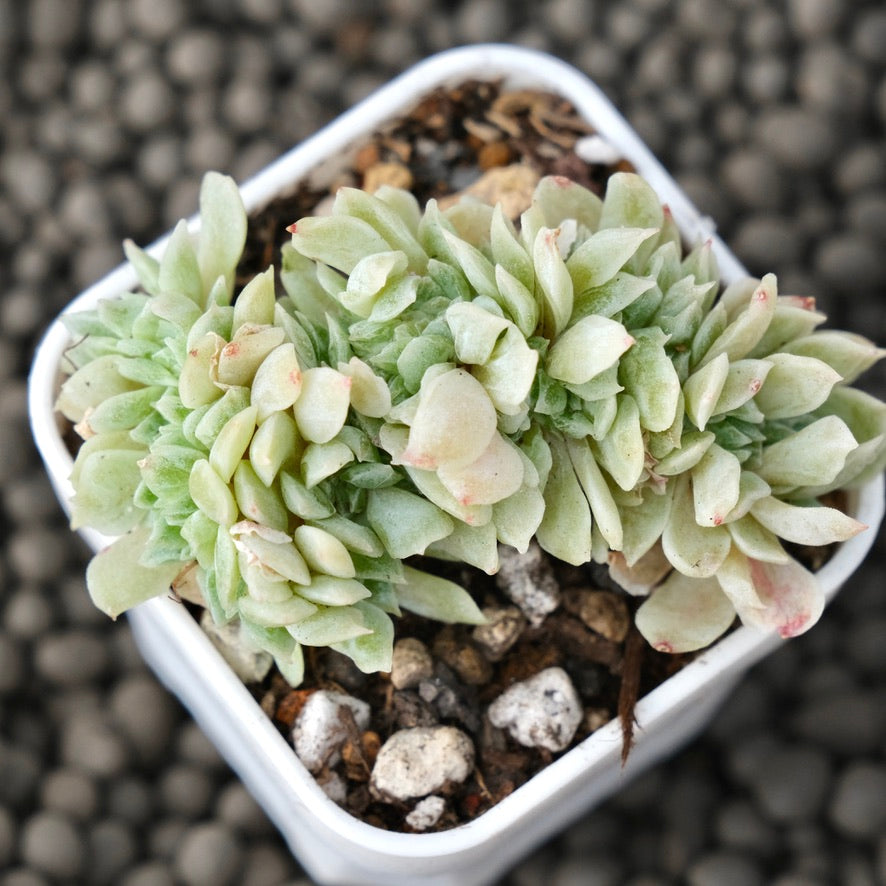 Crested Echeveria laui x mos Korean Succulent Plant Changhee Hybrid