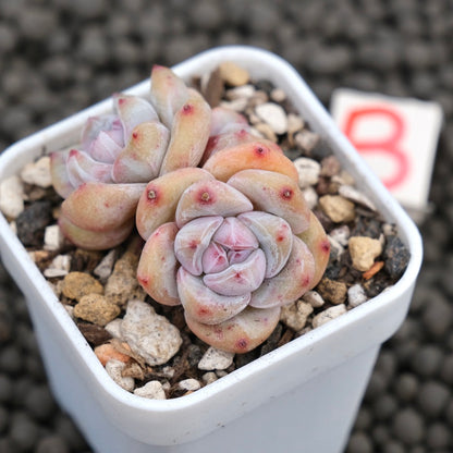 Echeveria Hoshikage Imported Succulent Plant