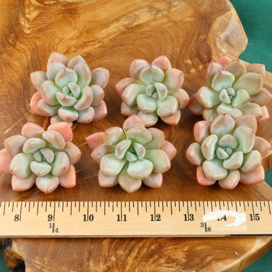 Graptoveria Opalina Korean Succulent Plant