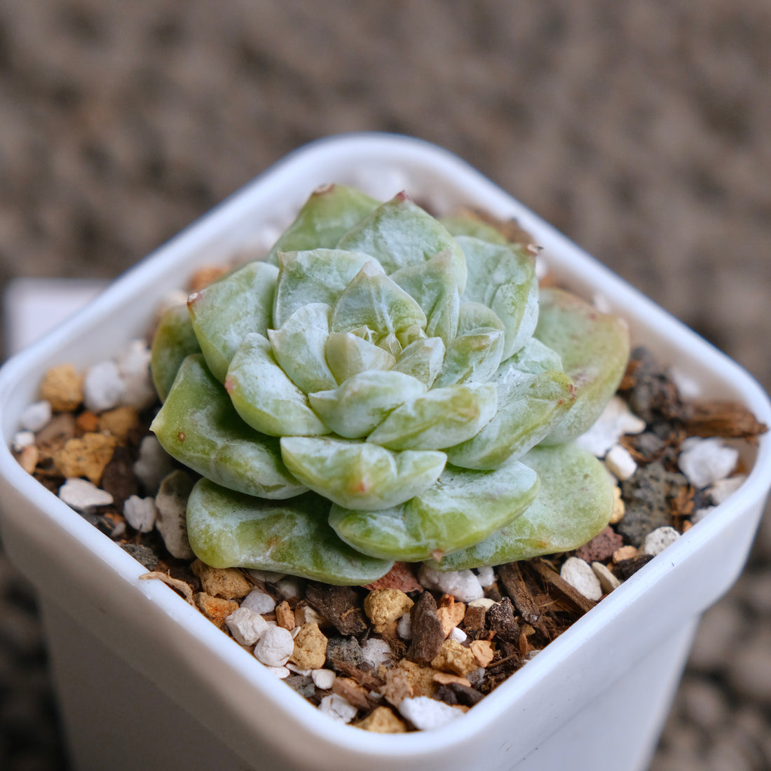 Echeveria Icy Snow (Monstrose) Imported Succulent Plant - D