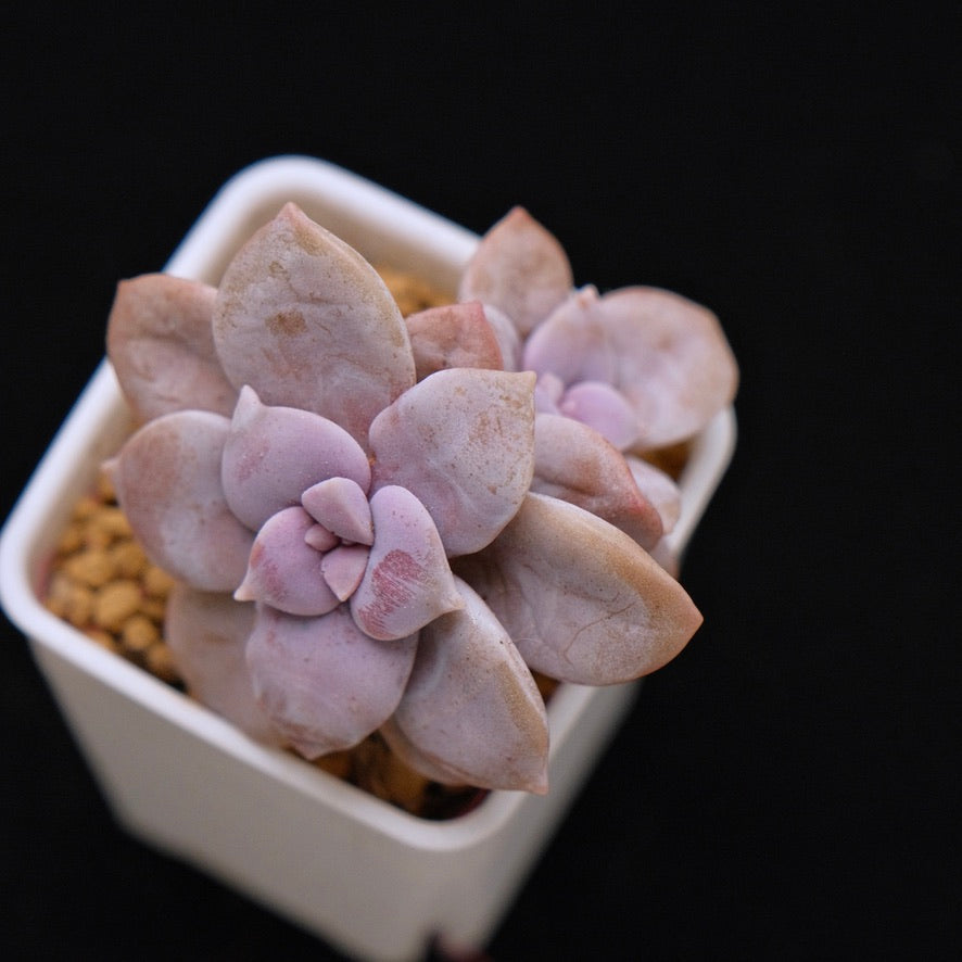 Graptopetalum Superbum Succulent Plant