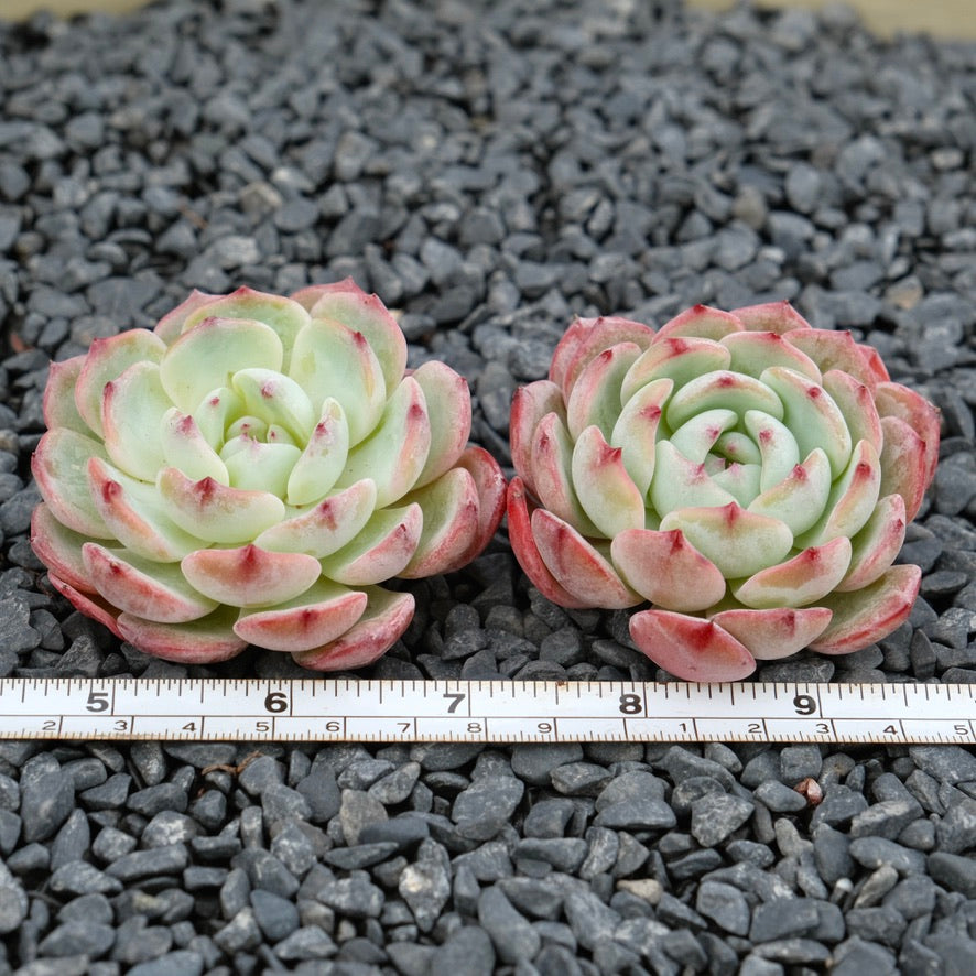 Echeveria Bliss Imported Succulent Plant Hwaga hybid