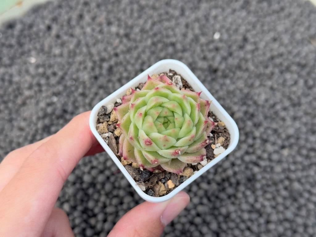 Echeveria Jingzhe Imported Succulent Plant