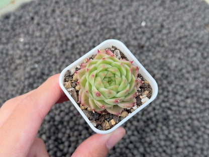 Echeveria Jingzhe Imported Succulent Plant