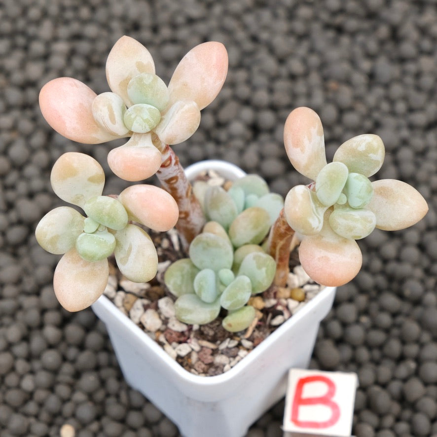 Graptosedum Jelly Finger Imported Succulent Plant