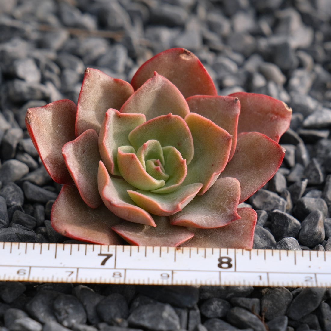 Echeveria Maple Rosette Korean Succulent Plant Rare Hwaga hybrid