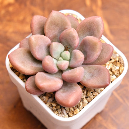 Graptopetalum Polari Heart Korean Succulent Plant